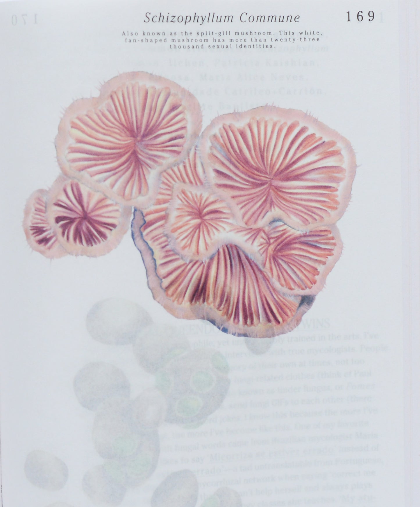 Let's Become Fungal!: Mycelium Teachings and the Arts